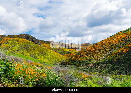 Walker en Canyon Lake Elsinore Californie pendant la superbloom de coquelicots fleurs sauvages5 Banque D'Images