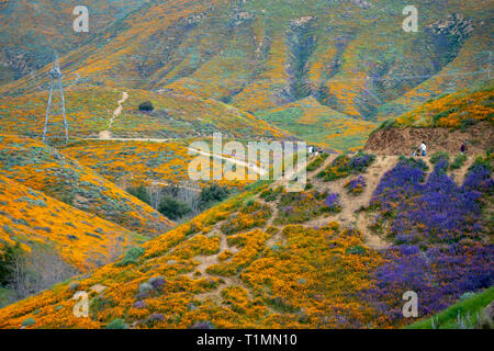 Lake Elsinore, Californie - le 20 mars 2019 : les touristes de prendre des photos et à pied de la piste à Walker Canyon, en admirant les fleurs sauvages et des coquelicots pendant la Banque D'Images