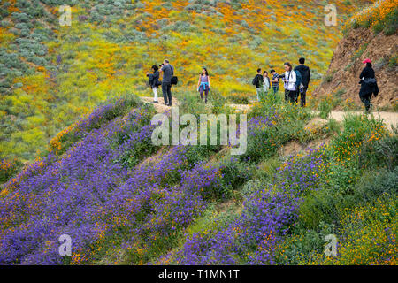 Lake Elsinore, Californie - le 20 mars 2019 : les touristes de prendre des photos et à pied de la piste à Walker Canyon, en admirant les fleurs sauvages et des coquelicots pendant la Banque D'Images