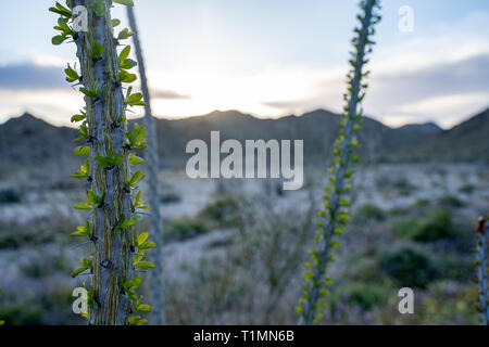Gros plan d'une feuillaison la plante (Fouquieria splendens) dans la région de Joshua Tree National Park en Californie pendant le coucher du soleil au printemps Banque D'Images