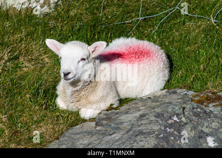 Nouveau ressort au repos dans un champ d'agneau Banque D'Images