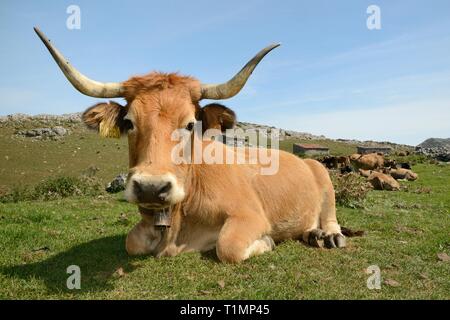 La montagne asturienne vaches (Bos taurus) reposant près de l'étable en pierre traditionnelle ou "ajadas', Majada de las Bobias, les Lacs de Covadonga, Espagne. Banque D'Images