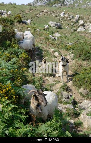 Mâtin Espagnol chien de protection (Canis domesticus) avec col à pointes carlanca pour le protéger des loups, la protection d'un troupeau de moutons, Picos de Europa, l'Espagne Banque D'Images