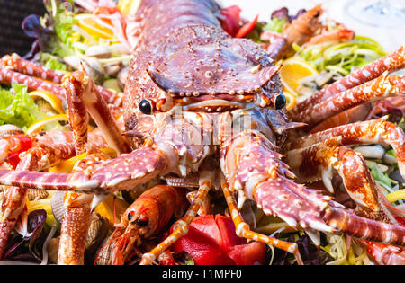 Close-up sur le bac du homard Banque D'Images