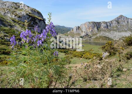 Aconit napel (Aconitum napellus) floraison sur les pâturages de montagne au-dessus du lac Ercina, les Lacs de Covadonga, Picos de Europa dans les Asturies, en Espagne, en août. Banque D'Images