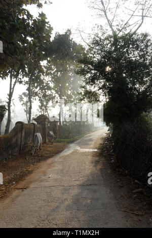 Lever du soleil sur la route de l'Inde rurale en hiver brumeux matin avec deux vaches Banque D'Images