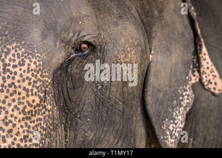 L'œil de l'éléphant de près. Banque D'Images