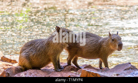 Deux capybaras bébé sur le bord de la rivière Banque D'Images