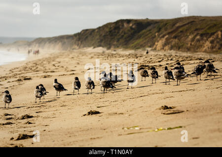 Libre de a flock of seagulls marcher le long de la plage de sable Banque D'Images