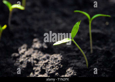 Un grand nombre de pousses vertes fraîches de jeunes tomato bush le soleil. Les semis de tomates de plus en plus sur le ressort. Les semis de printemps pour les semences Banque D'Images