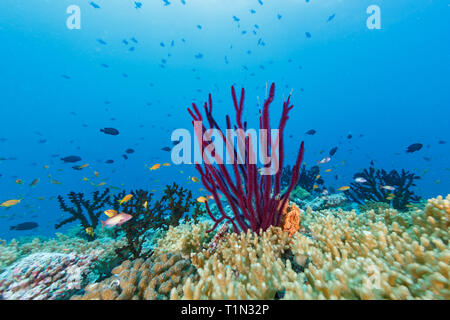 Libre de belles branches de pourpre rouge bent sea rod corail avec l'école d'anthias colorés poissons nager autour de Banque D'Images