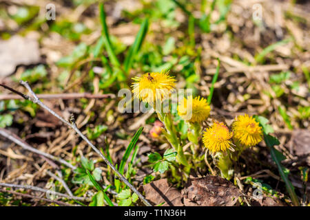 Mère et belle-mère dans l'herbe pousse. Fleurs jaunes. Primroses Banque D'Images