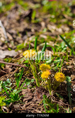 Mère et belle-mère dans l'herbe pousse. Fleurs jaunes. Primroses Banque D'Images