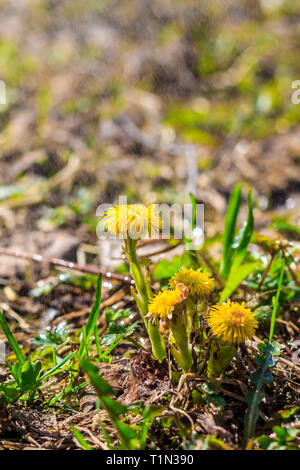 Mère et belle-mère dans l'herbe pousse. Fleurs jaunes. Primroses Banque D'Images