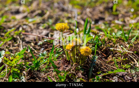 Mère et belle-mère dans l'herbe pousse. Fleurs jaunes. Primroses Banque D'Images