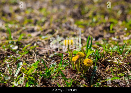 Mère et belle-mère dans l'herbe pousse. Fleurs jaunes. Primroses Banque D'Images