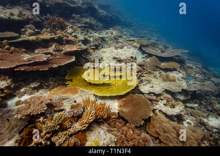 Libre d'Acropora hyacinthus, dur comme les coraux fungia plate qui ressemble à la colonie de cercles colorés Banque D'Images