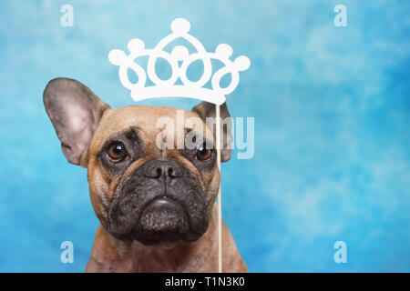 Brun mignon Bouledogue français chien avec de grands yeux et la princesse de la couronne de papier photo prop au dessus de la tête bleu sur fond de studio Banque D'Images