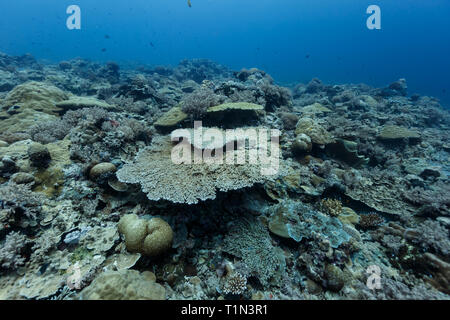 Gros plan du tableau coraux Acropora hyacinthus, chevauchant sur le récif Banque D'Images