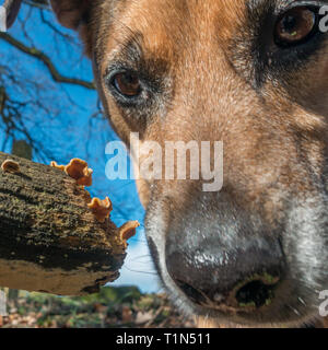 Stereum hirsutum photo de comique - rideau sur une croûte velu morts tombés avec journal d'un chien regardant, UK Banque D'Images