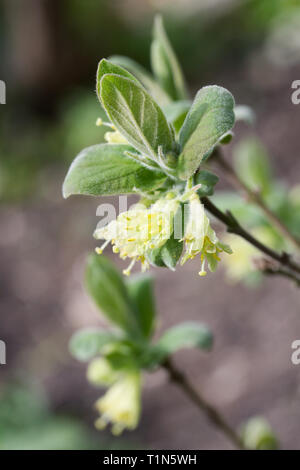 Lonicera caerulea. Honeyberry des fleurs au printemps. Banque D'Images