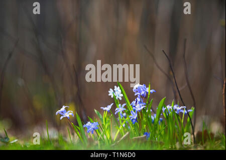 Gloire de la neige, Scilla luciliae, fleurs dans le sol de la forêt au printemps. Banque D'Images