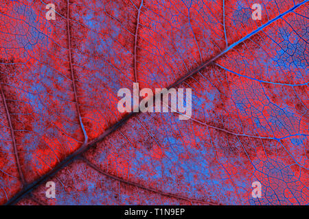 Leaf 2 surréaliste Banque D'Images