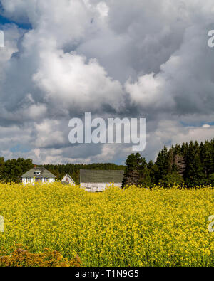 Le jaune des champs de colza à l'Île du Prince Édouard, Canada avant la tempête Banque D'Images