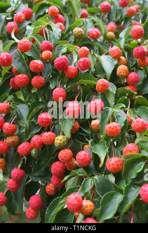 Cornouiller (Cornus kousa) fruits en automne. Banque D'Images