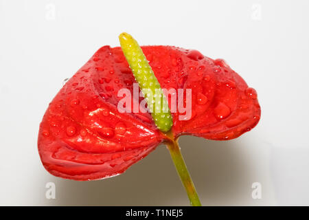 Flamingo athurium rouge fleur isolé sur fond blanc. Banque D'Images