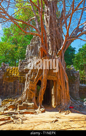 Ruines autour de retors par arbre géant dans l'Angkor Wat, au Cambodge Banque D'Images