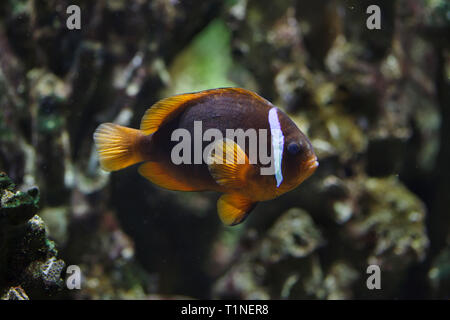 Clownfish Amphiprion frenatus (tomate), également connu sous le nom de blackback poisson clown. Banque D'Images