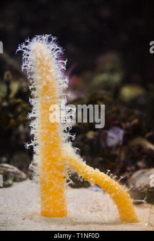 La mer en forme de doigt (Veretillum cynomorium stylo). Des animaux marins. Banque D'Images