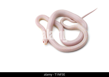 Serpent de maïs isolé sur fond blanc Banque D'Images