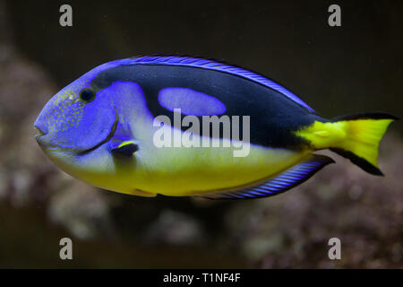 Paracanthurus hepatus (poisson chirurgien bleu), également connu sous le nom de blue tang. Banque D'Images