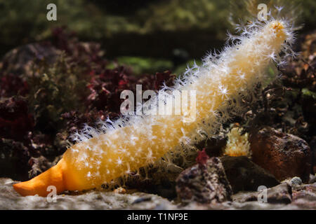 La mer en forme de doigt (Veretillum cynomorium stylo). Des animaux marins. Banque D'Images