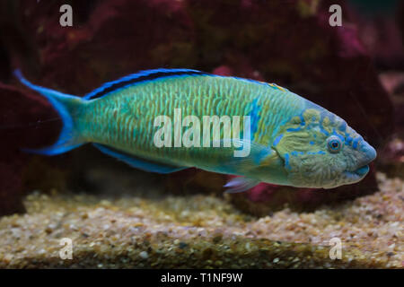 Ornate wrasse (Thalassoma pavo). Les poissons marins. Banque D'Images