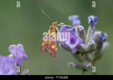 Papillon sur fleur de Lavande menthe Banque D'Images