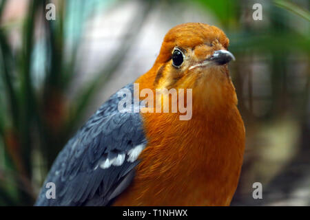 Grive à tête orange (zoothera citrina) au trimestre vue avant Banque D'Images