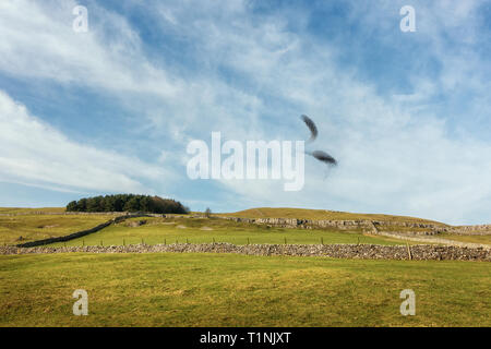 Starling murmuration en plein milieu de la journée sur la lande Malham Yorkshire Dales, North Yorkshire, UK Banque D'Images