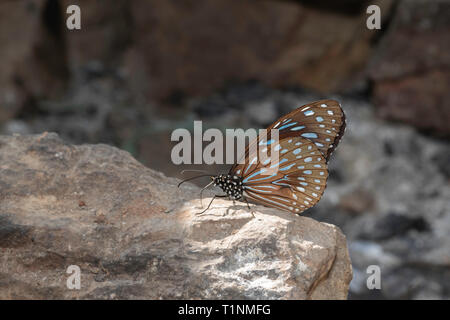 Dark Blue Tiger, Tirumala septentrionis septentrionis, Satakha, Nagaland, Inde Banque D'Images