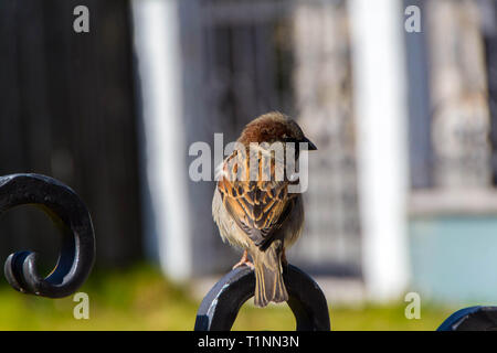 Un mignon petit sparrow se trouve sur une clôture métallique et pose Banque D'Images