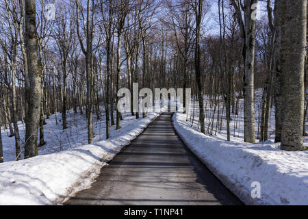 Route qui serpente à travers la forêt sur un jour d'hiver ensoleillé Banque D'Images