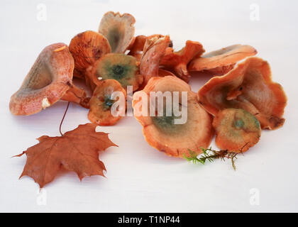 Lactarius deliciosus Champignons, communément connue sous le nom de lait au safran et champignons du pin rouge de la PAC, sur le fond blanc Banque D'Images