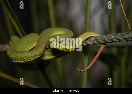 Full body close up, Red-tailed Bamboo Pit Viper, Trimeresurus erythrurus, Sunderbans, Bengale occidental, Inde Banque D'Images