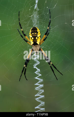 Argiope noir et jaune (Argiope aurantia) sur le web. Grand-orb weaver est commun dans l'est des jardins de l'Amérique du Nord à la fin de l'été et au début de l'automne et thu Banque D'Images