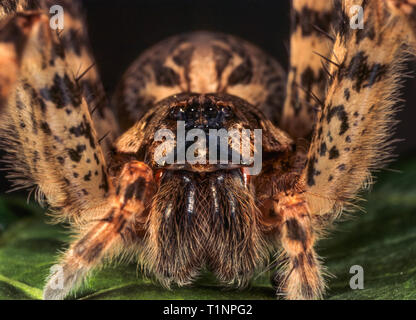 Pêche foncé (araignées Dolomedes tenebrosus). Spider grand empattement avec jusqu'à 3 pouces (75 mm) l'ensemble dans une femme. Vaste araignée qui chasse ses proies sur Banque D'Images