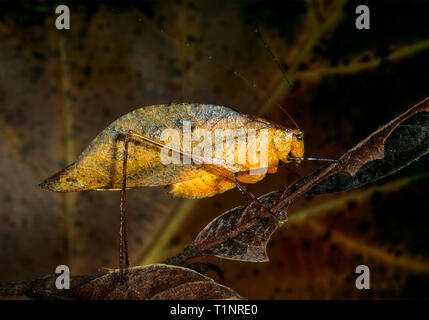 Leaf-imiter katydid (espèce indéterminée) dans la forêt tropicale du Guatemala près du lac Izabal. Leaf-comme la forme et la couleur permet de cacher des prédateurs d'insectes. Banque D'Images