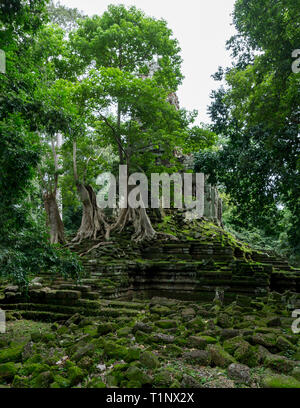 Shot verticale de par la jungle du temple au complexe d'Angkor Wat près de Siem Reap au Cambodge Banque D'Images