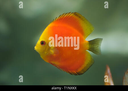 Discus Marlboro rouge (Symphysodon aequifasciatus). Poissons d'eau douce. Banque D'Images